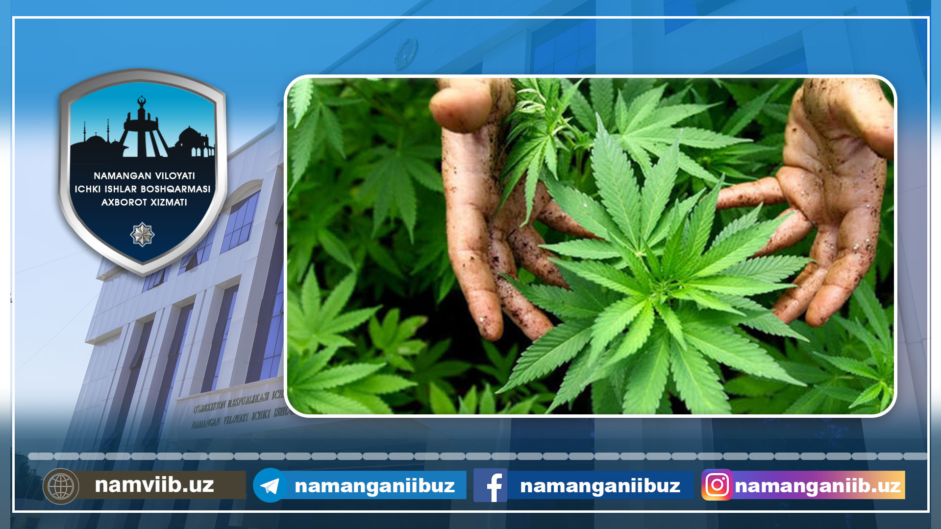 Taqiqlangan ekinlarni yetishtirayotgan shaxs aniqlandi