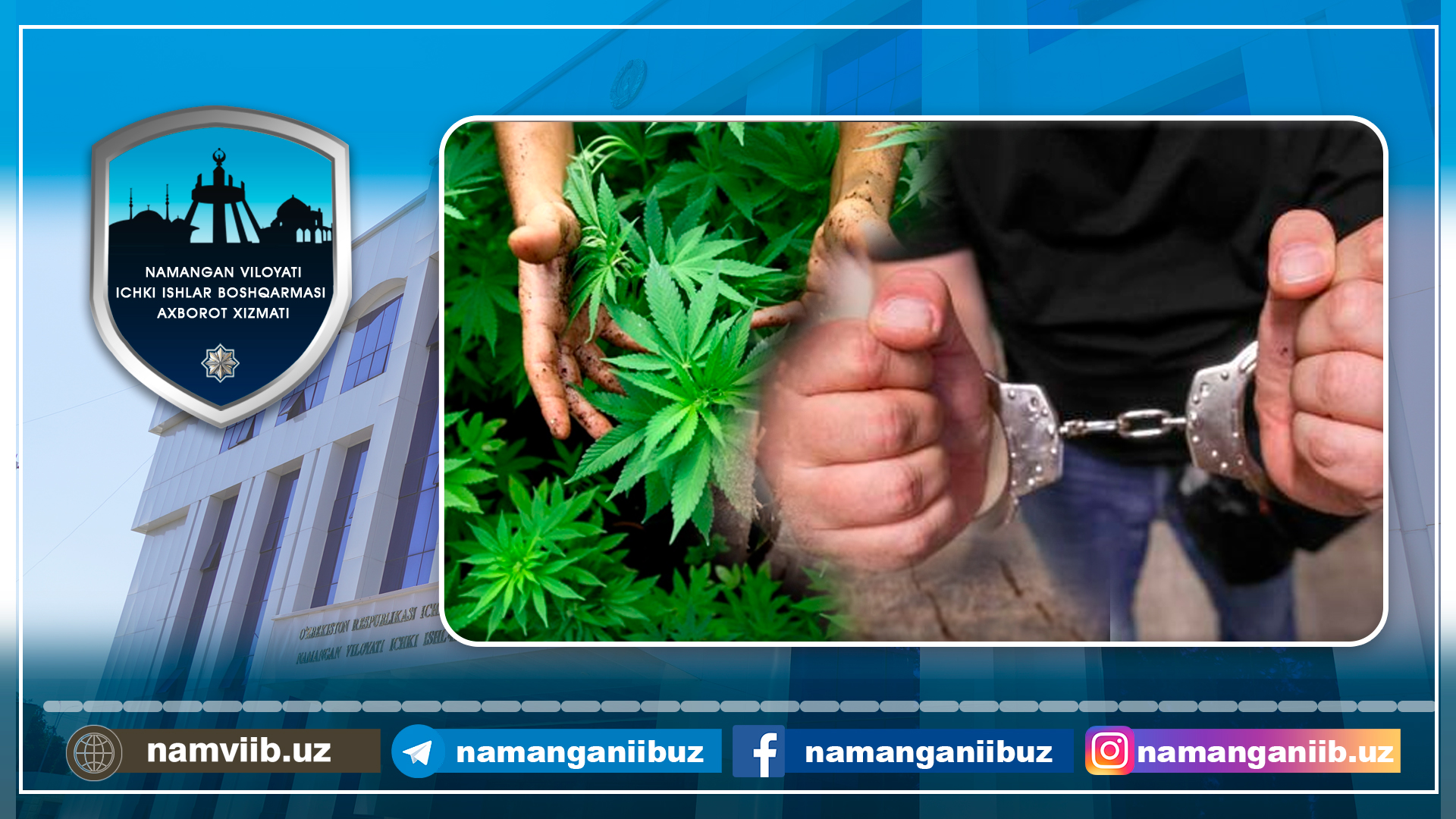 Ҳовлисида “Каннабис” ўсимлигини парваришлаётган шахс аниқланди