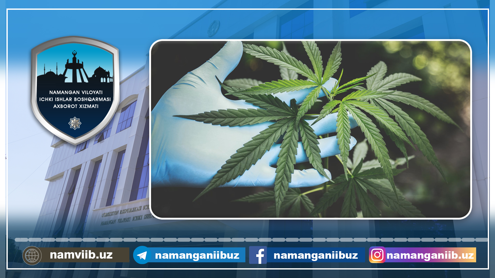 “Kannabis” o‘simliklarini parvarishlayotgan shaxsga qonuniy chora ko‘rildi